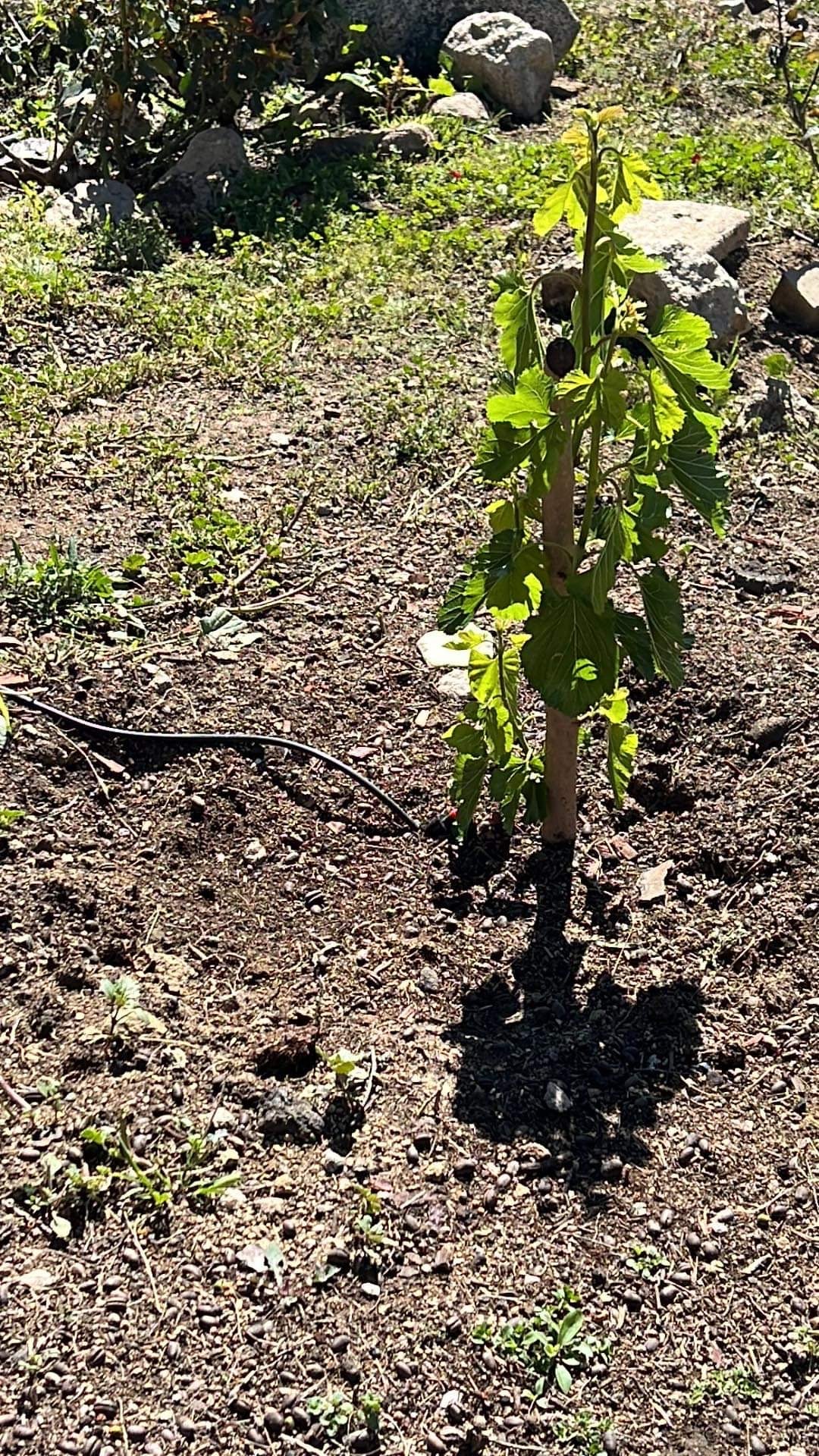 Armenian White Mulberry Bare Root Tree