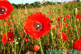 Wild Red Poppy Seeds