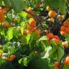 Armenian apricot leaf tea