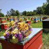EU & USDA Organic Certified Armenia Raw Honey 600g From Sage Flowers of Artsakh Karavajar Village