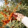 Cold Pressed Sea Buckthorn Oil