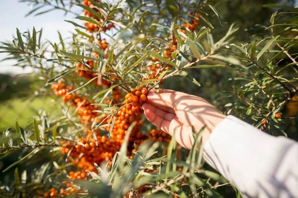 Cold Pressed Sea Buckthorn Oil