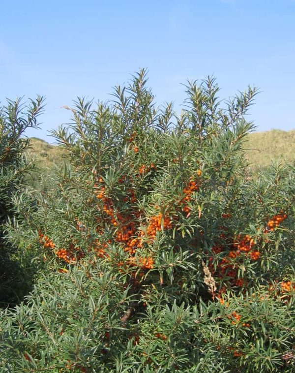 Cold Pressed Sea Buckthorn Oil