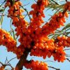 Armenian Sea Buckthorn Oil, First Cold Pressed