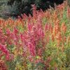 Quinoa, Grown in Armenia, Choose from Red, White and Black