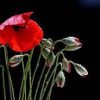 GGA Wild Red Armenian Poppy Seeds for planting and baking