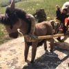 Cart with donkey