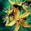 St. John's Wort Flower Tea