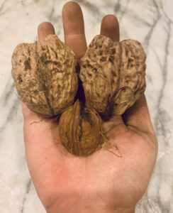 GGA Gigantic Walnut Seed & Scion