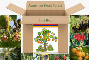 Armenian Food Forest in a Box Bare root three year old grafted plants Permaculture Gardening