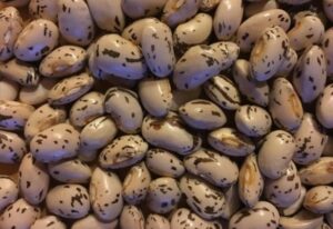 GGA Heirloom Eye of Goat Beans grown in Arevshat 600g