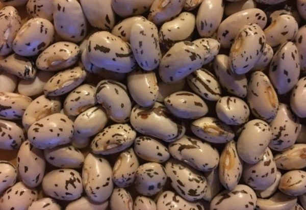 GGA Heirloom Eye of Goat Beans grown in Arevshat 600g