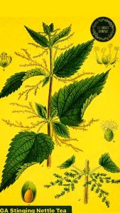 GGA Stinging Nettle Leaf Tea 25g