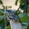 Sterling Silver Agate Lizard Ring