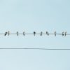 "Birds on Wires in Rural Armenia" Art Print