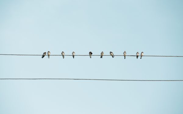 "Birds on Wires in Rural Armenia" Art Print