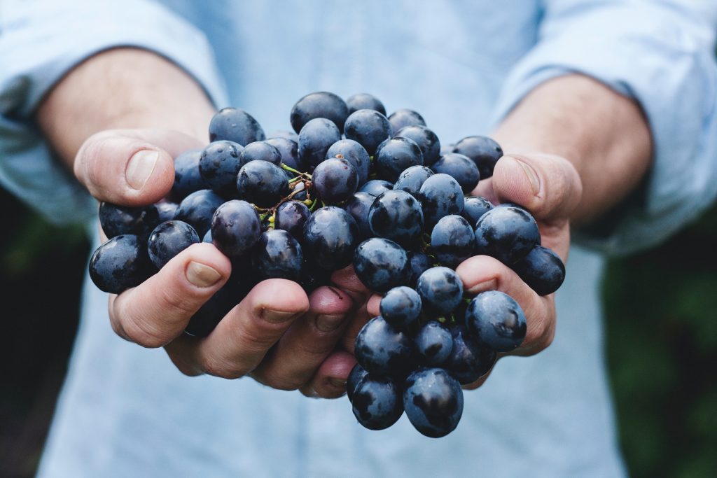 grapes in the hands of a man