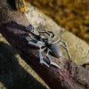 Sterling Silver Spider Necklace